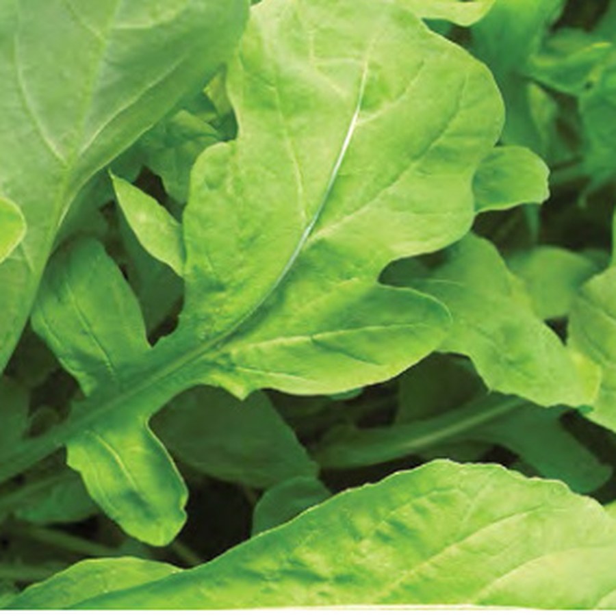 ASTRO Arugula