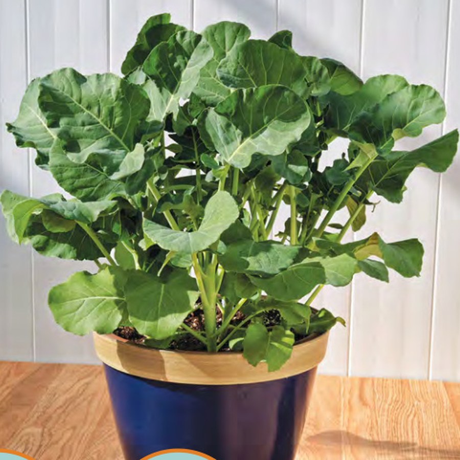 ASPABROC Baby Broccoli