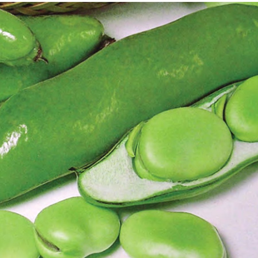 JUMBO Fava Bean