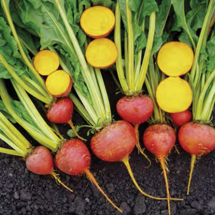 TOUCHSTONE GOLD Beet Grower Pack