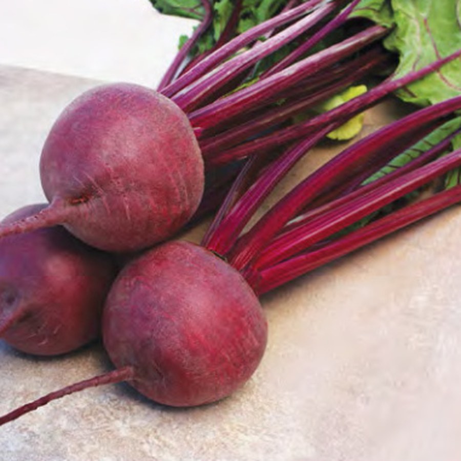 KESTREL Beet