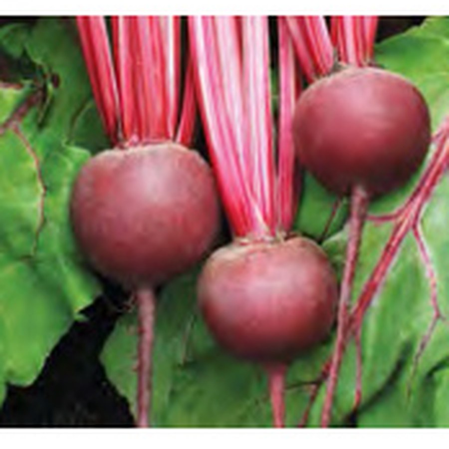 DETROIT SUPREME Beet