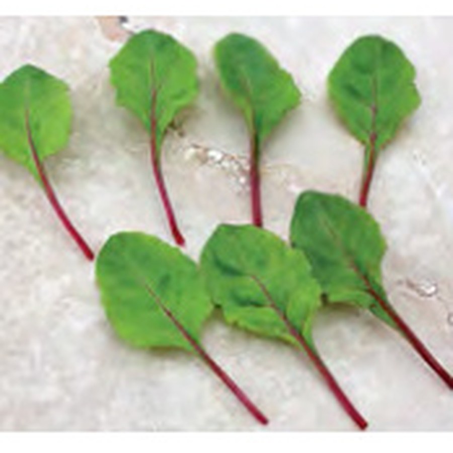 FRESH START Beet Greens