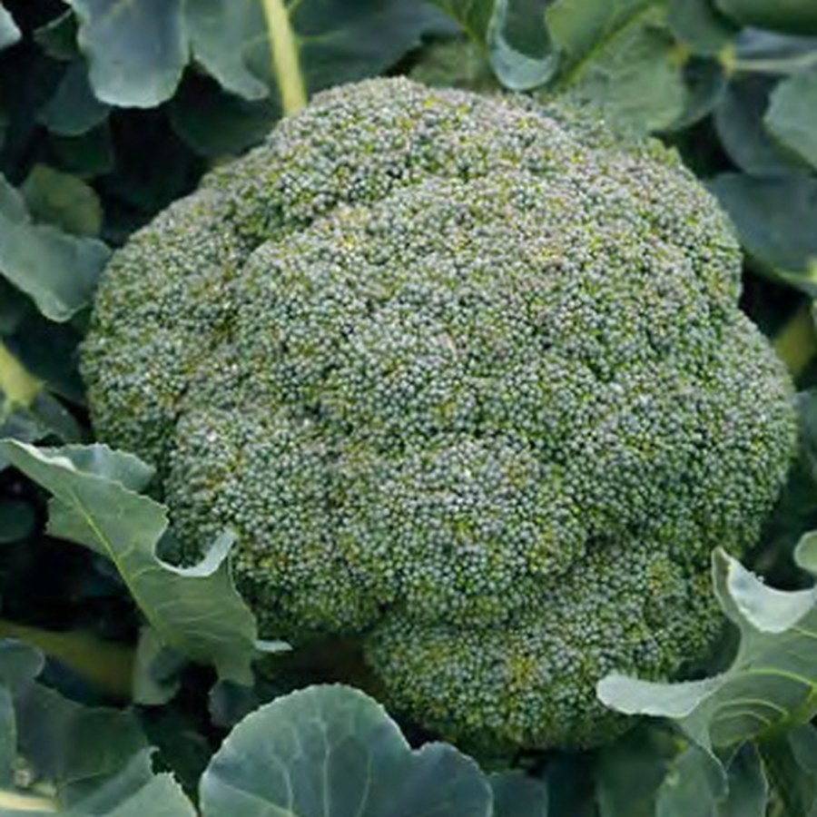 GODZILLA Broccoli Grower Pack