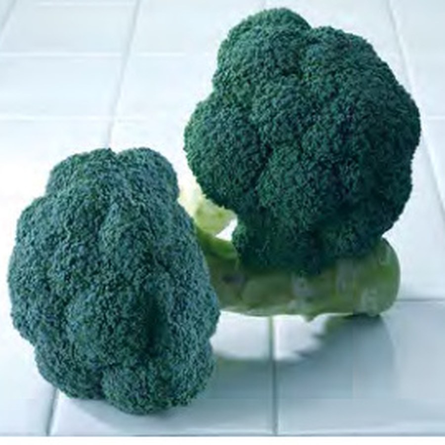 AVENGER Broccoli Grower Pack
