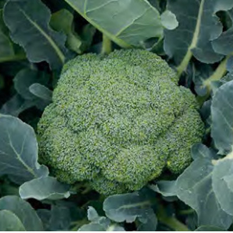 GREEN MAGIC Broccoli