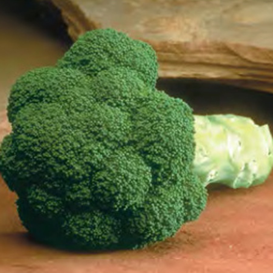 MARATHON Broccoli Grower Pack