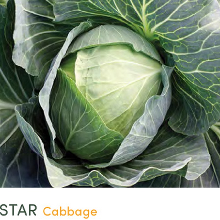 SUPERSTAR Cabbage Grower Pack
