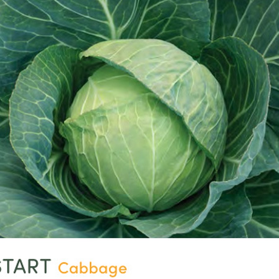 HEADSTART Cabbage Grower Pack