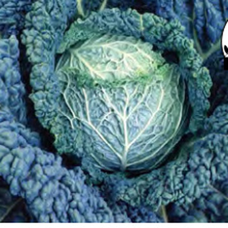 SAVOY KING Cabbage