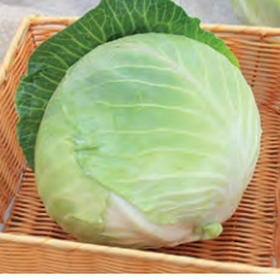 STORAGE #4 Cabbage Grower Pack