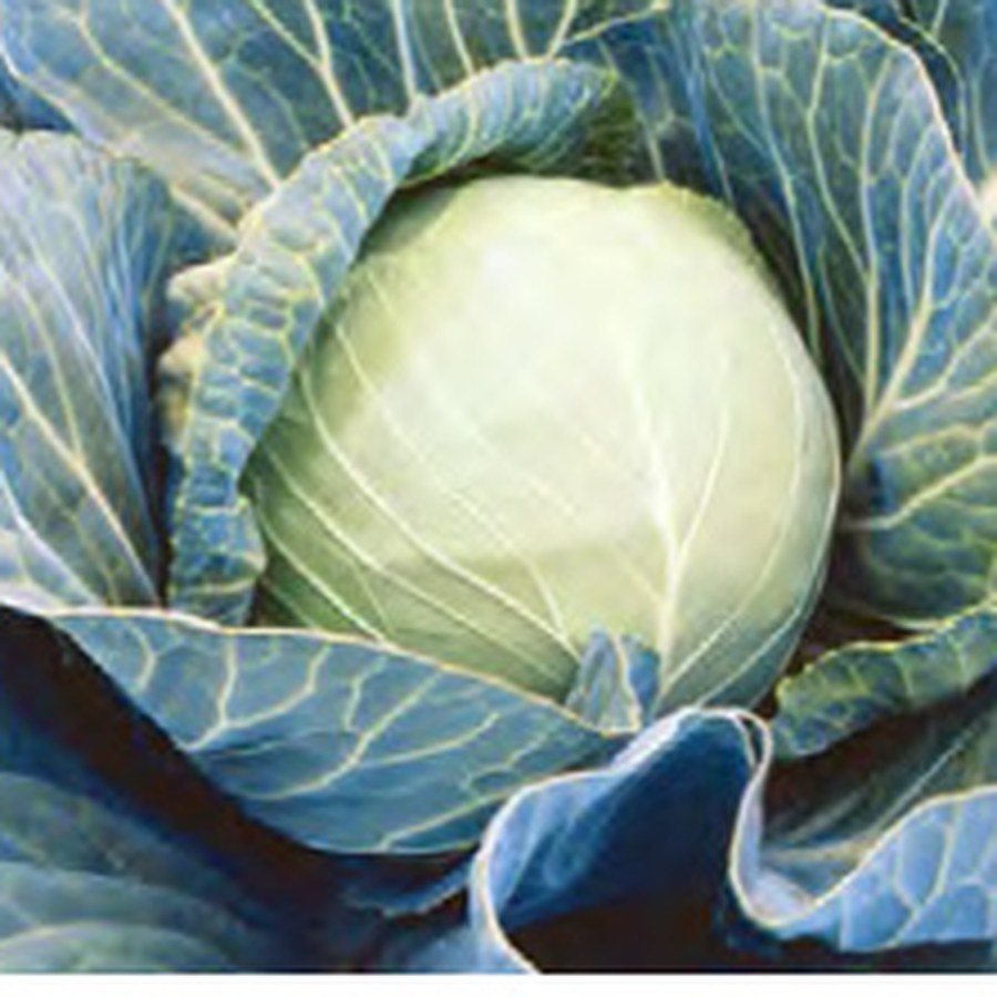 STONEHEAD Cabbage