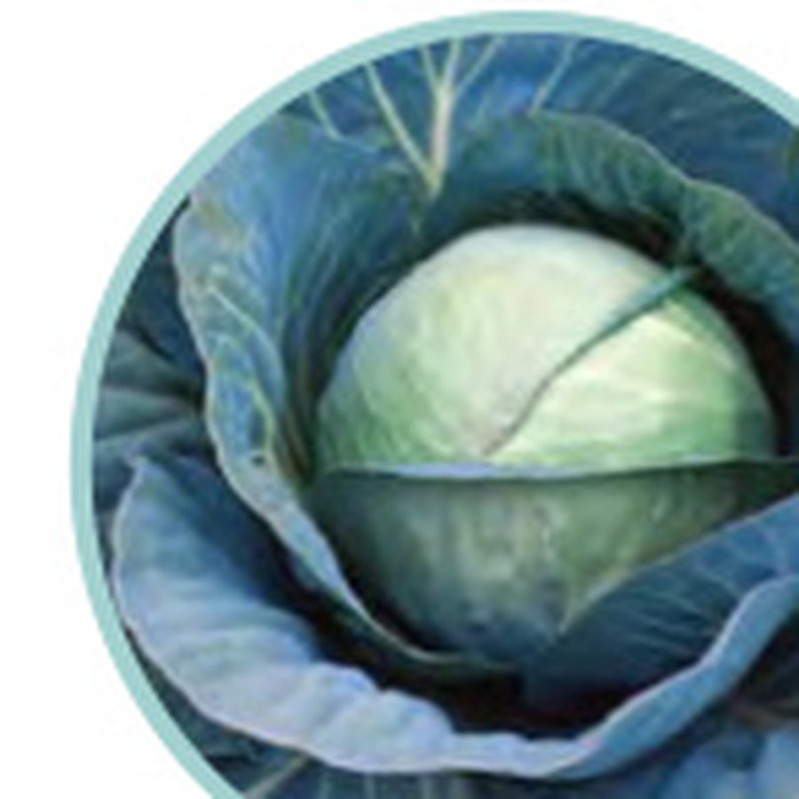 CHARMANT Cabbage Grower Pack