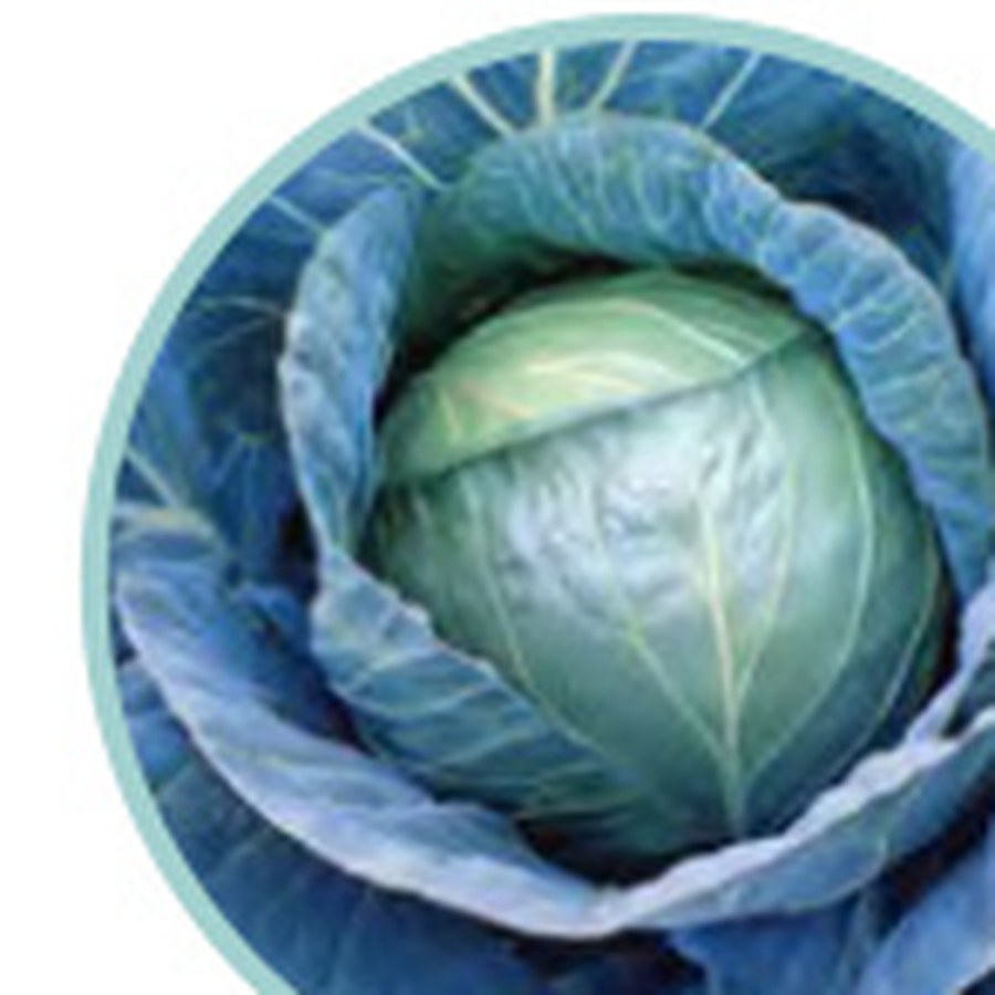 BLUE VANTAGE Cabbage