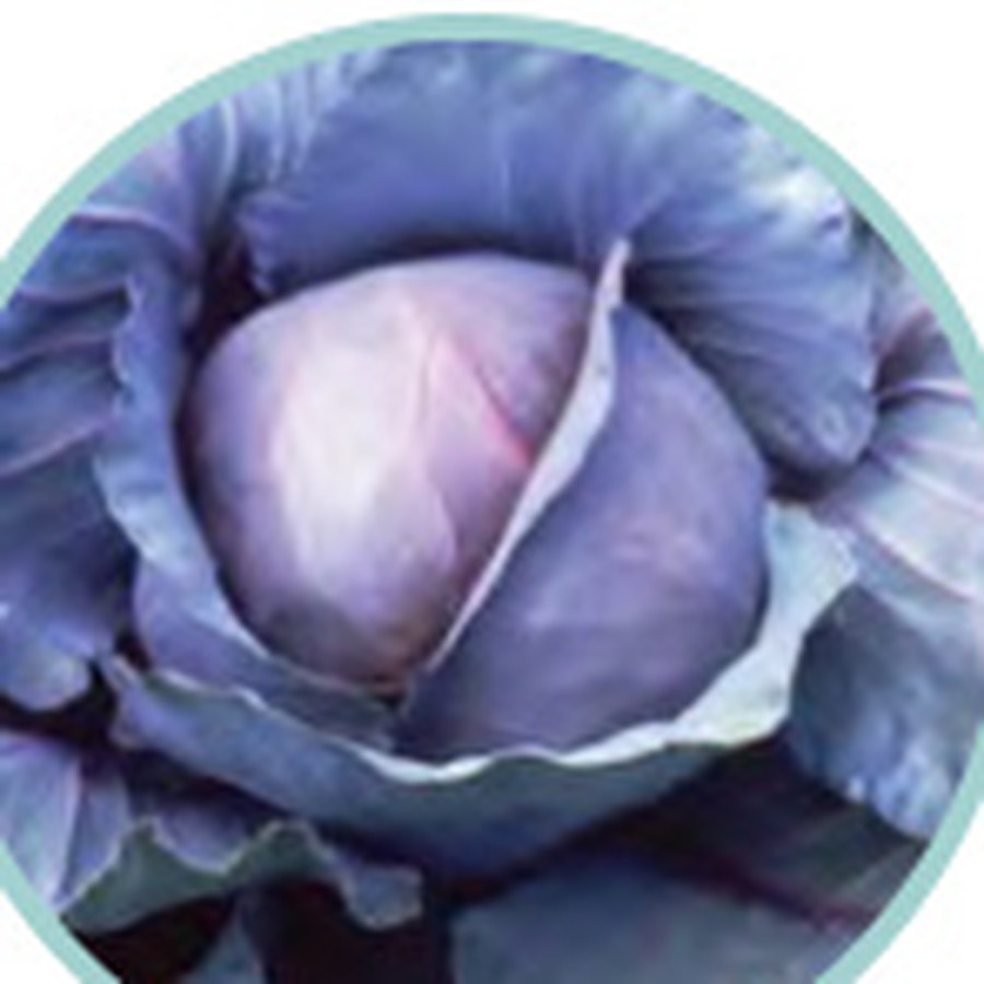 RED JEWEL Cabbage Grower Pack