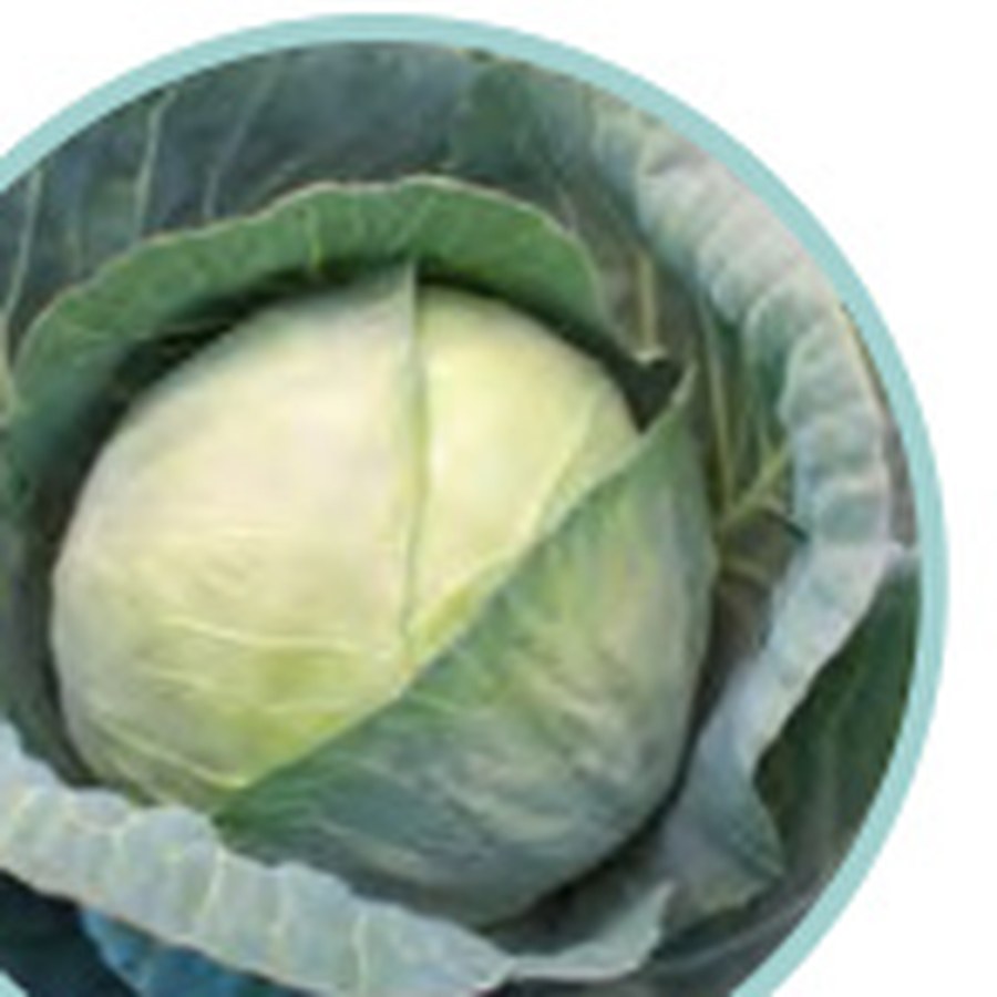 XTREME VANTAGE Cabbage