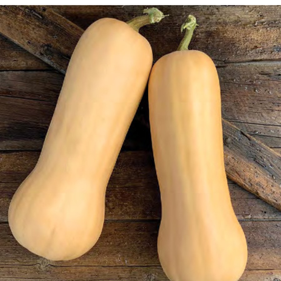GENESIS Squash